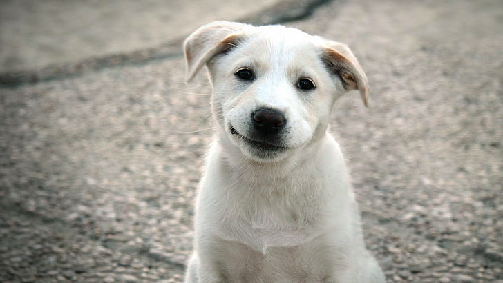 الكلاب تبتسم 1920x1080 الحيوانات الكلاب HD الفن والكلاب والابتسامات، خلفية HD