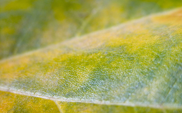leaf, close-up, surface, HD wallpaper
