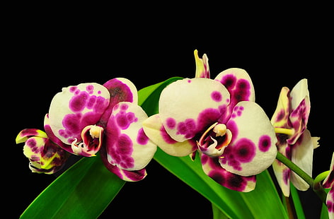 biało-różowe kwiaty orchidei, orchidea, kwiat, oset, gałąź, liść, czarne tło, Tapety HD HD wallpaper
