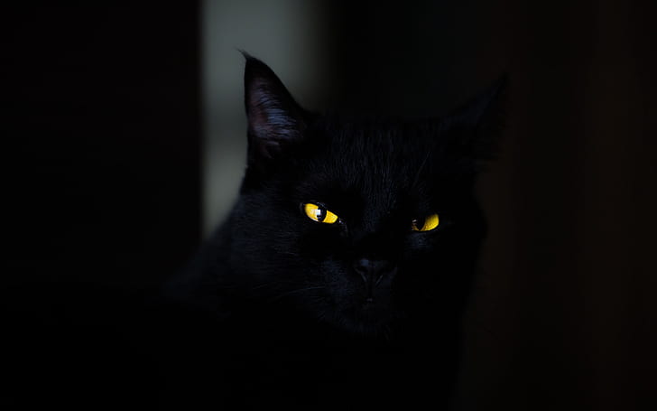 buio, animali, occhi, gatto, gatti, sguardo, occhi gialli, sinistro, nero, sguardo, sfondo ultra hd 4K, occhi sorprendenti, Sfondo HD