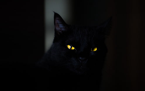 mörk, djur, ögon, katt, katter, se, gula ögon, spooky, svart, stirra, 4k ultra hd bakgrund, slående ögon, HD tapet HD wallpaper