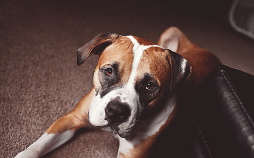 Tan und weißer amerikanischer Pitbull-Terrierwelpe, Tiere, Hund, HD-Hintergrundbild HD wallpaper