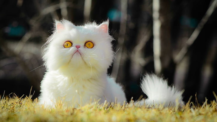котка, мустаци, коте, коте, наблизо, нацупена котка, персийска, пухкава, домашна котка, бяла котка, пухкава котка, нацупен, жълти очи, очи, HD тапет