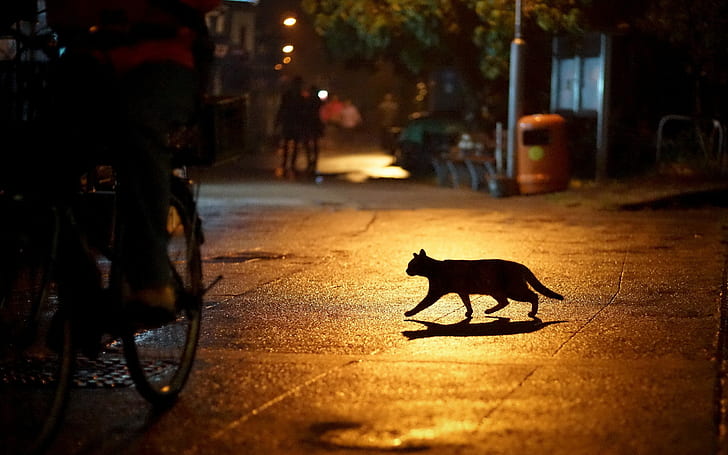 miejski, kot, sylwetka, noc, zwierzęta, Tapety HD