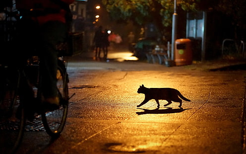 الحضرية ، القط ، صورة ظلية ، الليل ، الحيوانات، خلفية HD HD wallpaper
