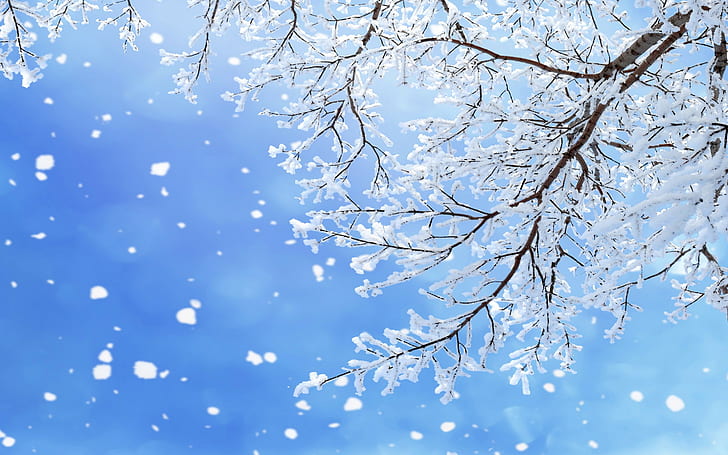 Musim dingin, salju, hutan, salju, hutan, pohon, alam, kepingan salju, Wallpaper HD