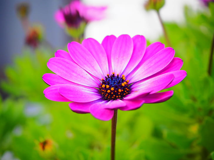 Blumen, lila, HD-Hintergrundbild