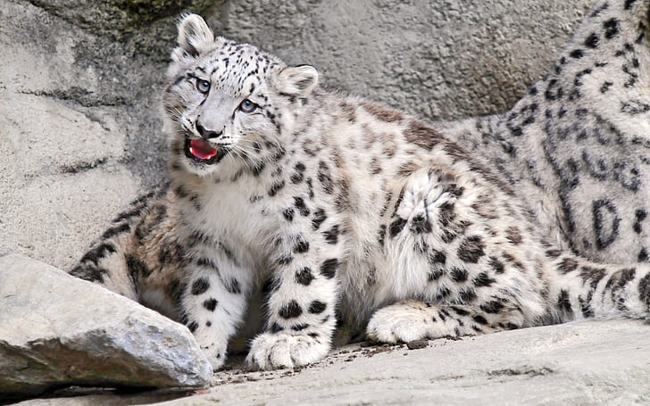 Leopardo da neve, leopardo, HD papel de parede