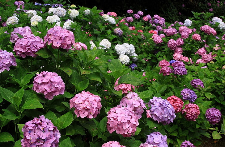 розовые и фиолетовые цветы, гортензия, цветение, травы, разные, капли, красиво, HD обои