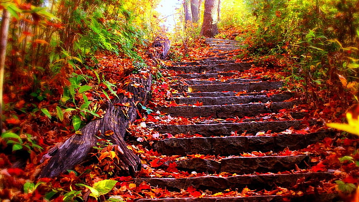 red leaves, stairs, autumn, forest, nature, leaf, fall, deciduous, tree, sunlight, landscape, woodland, HD wallpaper