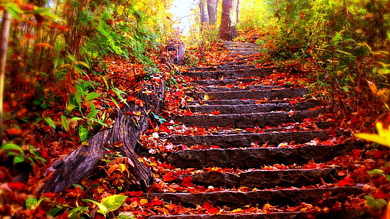 red leaves, stairs, autumn, forest, nature, leaf, fall, deciduous, tree, sunlight, landscape, woodland, HD wallpaper HD wallpaper