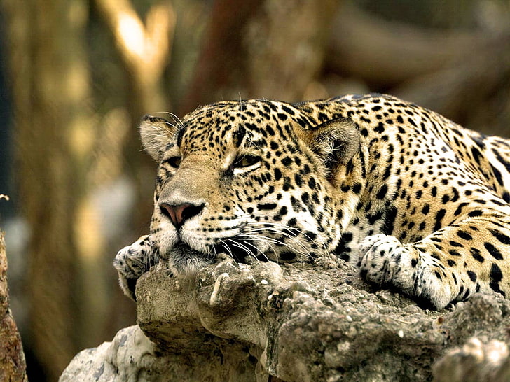 adult jaguar, leopard, face, predator, lying, HD wallpaper