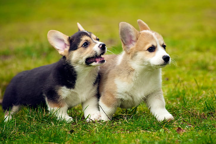 two Corgi puppies running on grass field, puppies, Puppies, grass, field, Pembroke Welsh Corgi, AF, VR, Zoom, Nikkor, 70-200mm, f/2, 8G, IF, ED, dog, pets, animal, cute, puppy, purebred Dog, small, outdoors, canine, friendship, nature, HD wallpaper