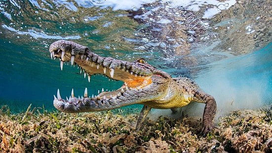 серый аллигатор, природа, животные, морды, клыки, под водой, вода, рептилии, живая природа, рыбий глаз, пузыри, бирюза, HD обои HD wallpaper