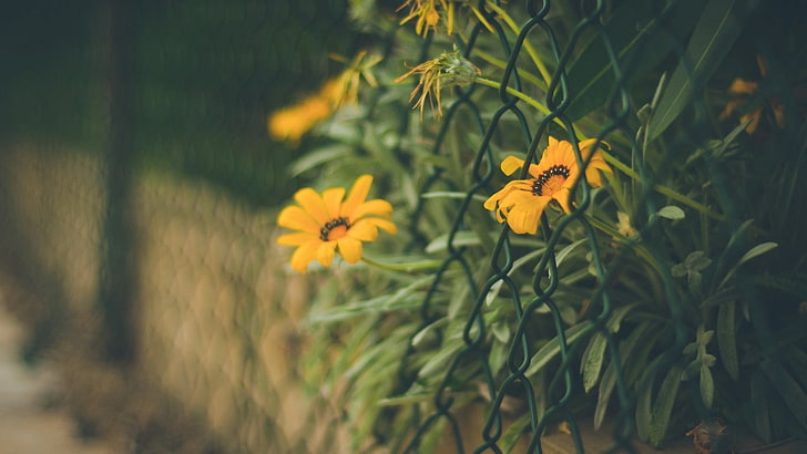 yellow and red petaled flower, depth of field, flowers, fence, yellow flowers, HD wallpaper