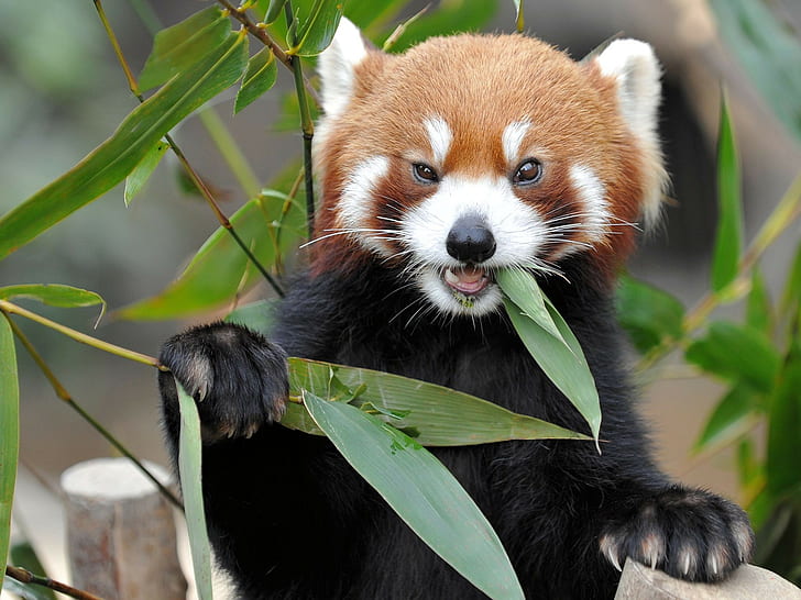 tiere, roter panda, natur, rot, HD-Hintergrundbild