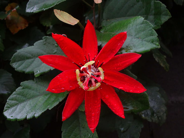 Hermosa flor roja, flor, rosio, fondo-verde, roja, HD wallpaper