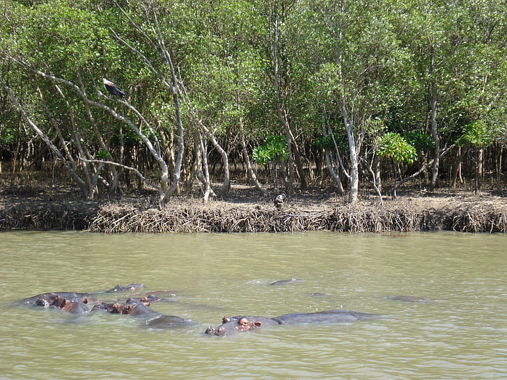 Hipopotam w rzece, ekosystem, siedlisko, hipopotam, hipopotam, ekologia, zwierzęta, Tapety HD