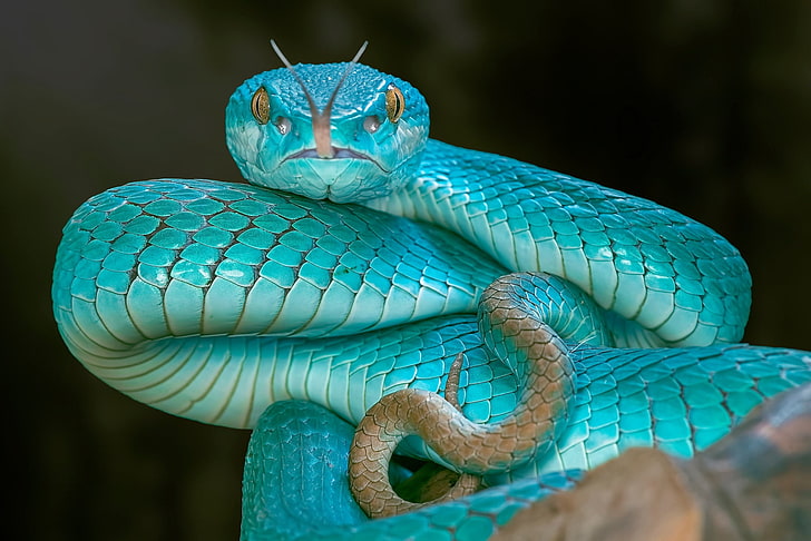 serpente verde, lingua, occhi, serpente, Vipera, Sfondo HD