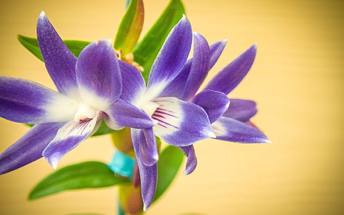 flores de color púrpura, naturaleza, flores, flores de color púrpura, macro, plantas, Fondo de pantalla HD HD wallpaper