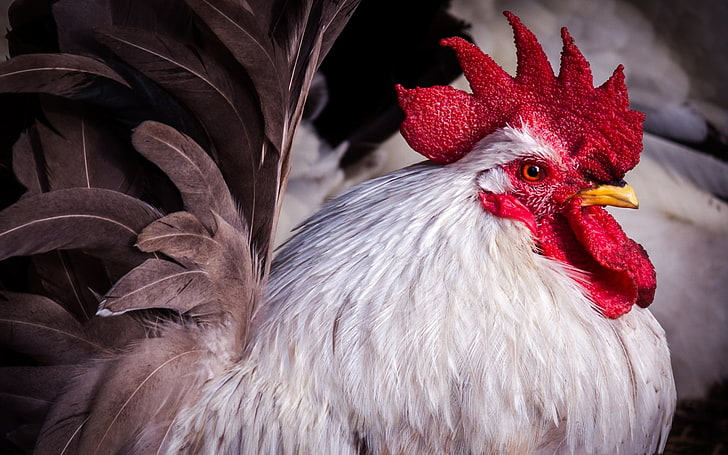 6400 Koleksi Gambar Burung Ayam Jantan Gratis Terbaik