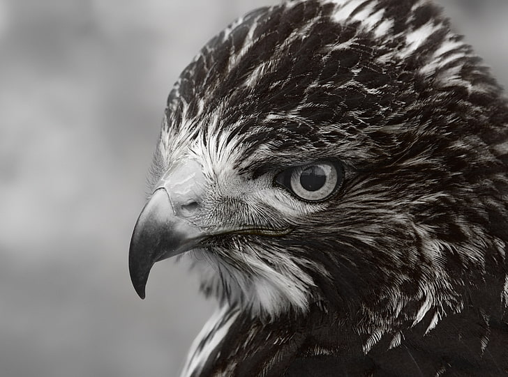 Eye Of Prey, elang hitam dan putih, Hitam dan Putih, Burung, Sempurna, Elang, dorset, Raptors, mangsa, Hampshire, Wallpaper HD