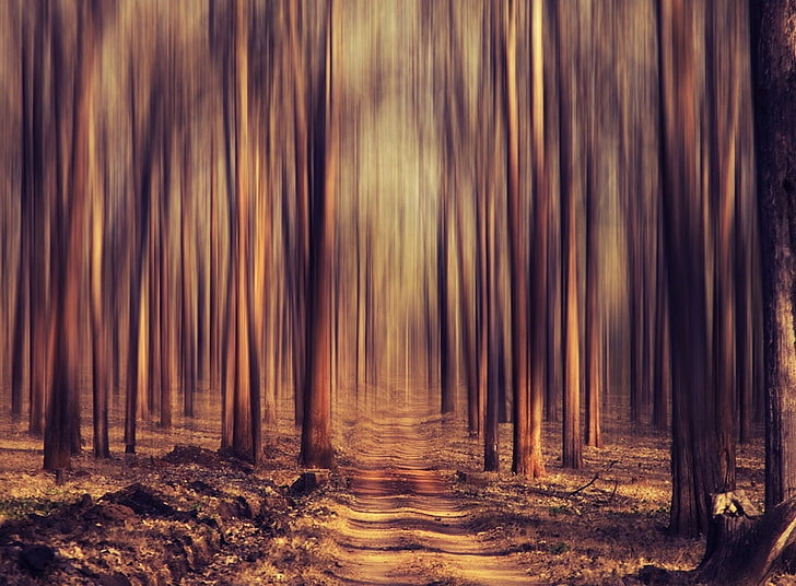 hutan, pohon, jalan, alam, Wallpaper HD