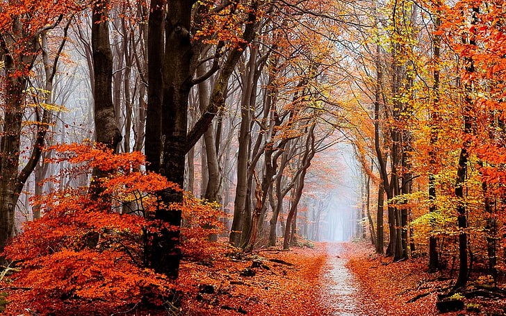nature, landscape, fall, forest, leaves, mist, path, trees, HD wallpaper