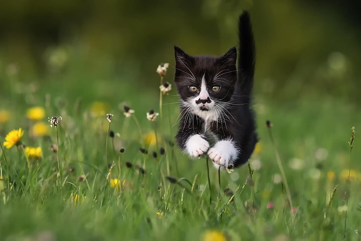 animals, cat, jumping, grass, running, HD wallpaper