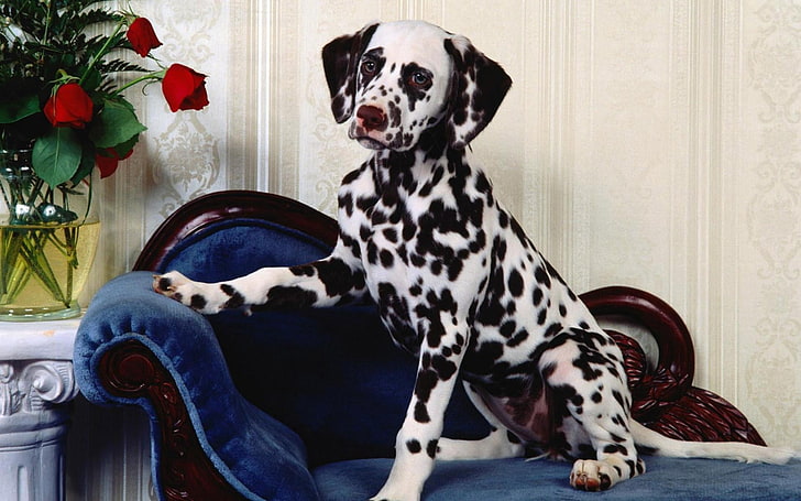 adult black and white Dalmatian, dalmatians, chair, dog, vase, flowers, HD wallpaper