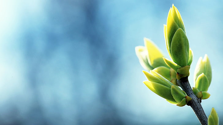 плитък фокус фотография на зелено сочно растение, растения, син фон, боке, листа, природа, пъпки, зелен, циан, циан фон, HD тапет