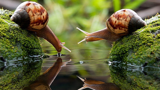 snail, snails, water, gastropods, macro photography, animals, grass, photography, drink, HD wallpaper HD wallpaper