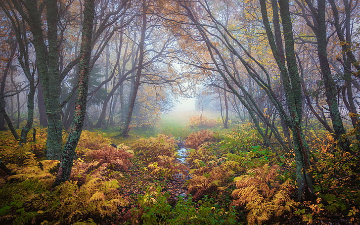ألوان الغابات السحرية في الخريف تروندهايم النرويج المناظر الطبيعية الطبيعة 4K خلفيات سطح المكتب فائقة الدقة لأجهزة الكمبيوتر المحمول والكمبيوتر اللوحي والهواتف المحمولة 3840 × 2400، خلفية HD