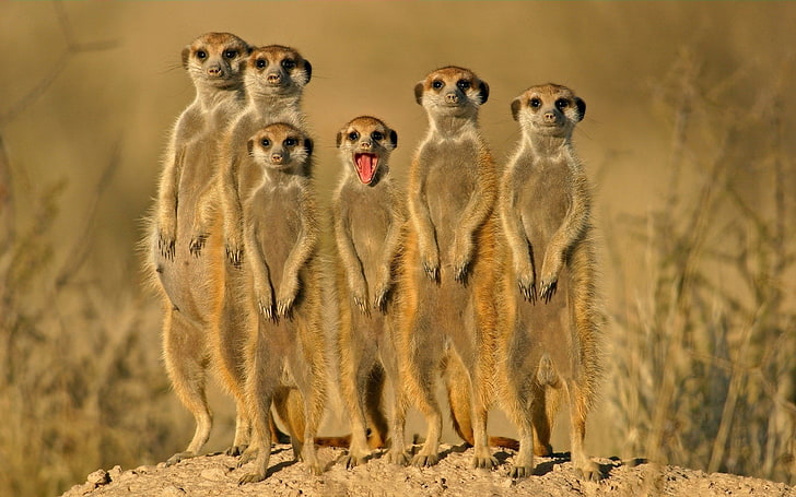 meerkat, HD wallpaper