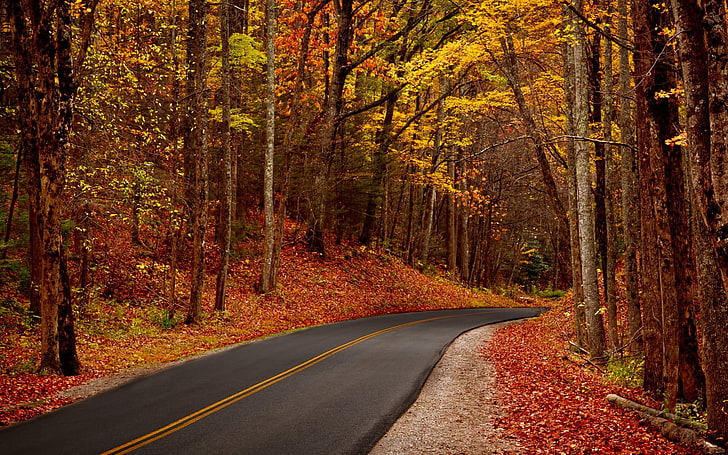 秋の葉の林道、秋の木々、自然、秋、木、美しい、葉、道路、森、 HDデスクトップの壁紙