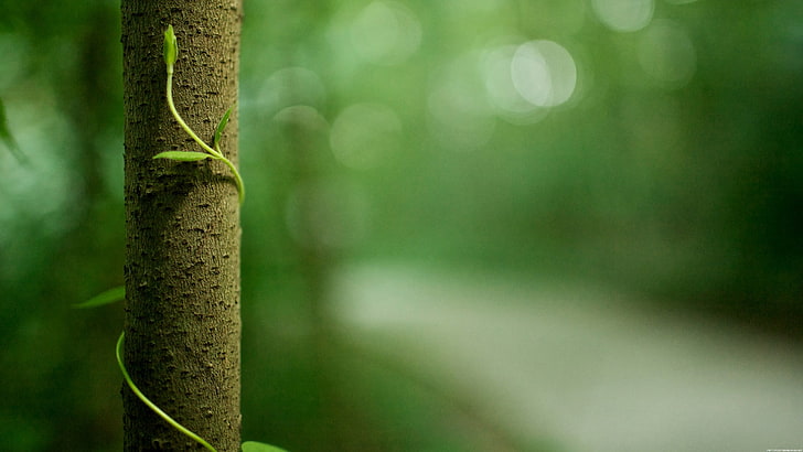 batang bambu coklat, tanpa judul, alam, bunga, makro, daun, Wallpaper HD