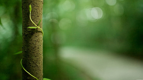 갈색 대나무 극, 제목 없음, 자연, 꽃, 매크로, 잎, HD 배경 화면 HD wallpaper