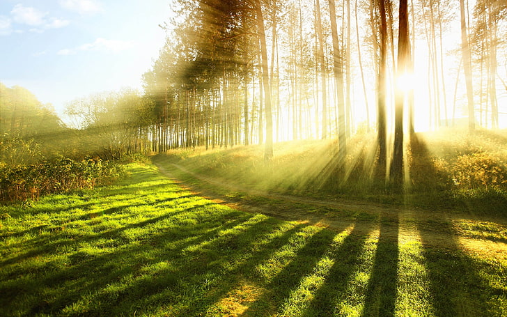 forest sunshine-HD Desktop Wallpaper, green grass field, HD wallpaper