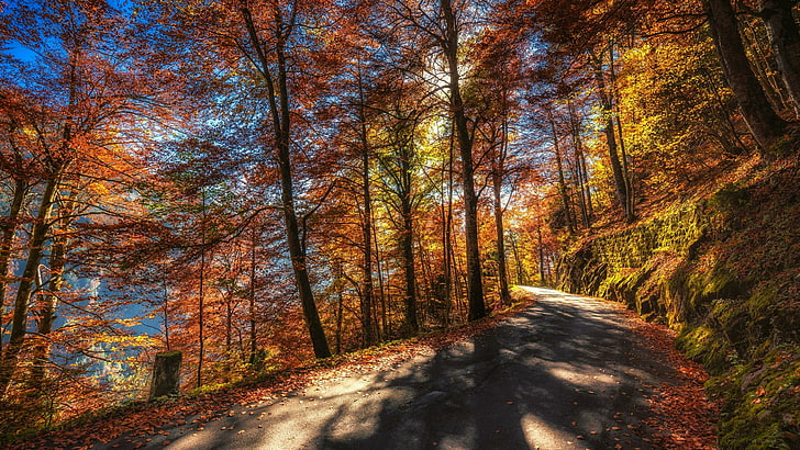 árvores coloridas, árvores de outono, céu, luz solar, folhagem, folha caduca, árvore, cores do outono, suíça, outono, floresta, floresta, natureza, estrada, folhas de outono, HD papel de parede