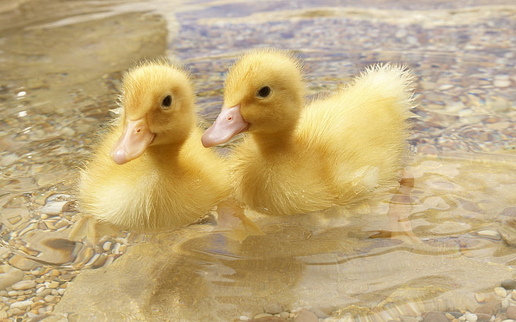 dwie żółte kaczuszki, kaczka, młode, para, pływanie, Tapety HD