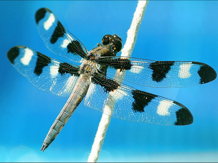 dragonflies, HD wallpaper