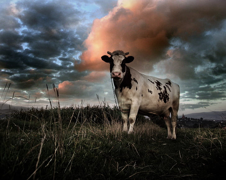 Cow HD, animals, cow, HD wallpaper