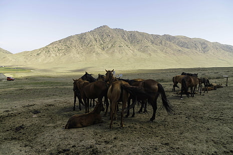 dzikie zdjęcia stada koni brązowych, wspinaczka, Ata, dzikie, fotografia, stado, brązowe, koń, 7D, Issyk-Kül, Kirgizistan, Kirgistan, Tien-Szan, ŚWIAT, turystyka, kgz, alpinizm, góry, góry, przyroda, pustynia, zwierzę, krajobraz, azja, Tapety HD HD wallpaper