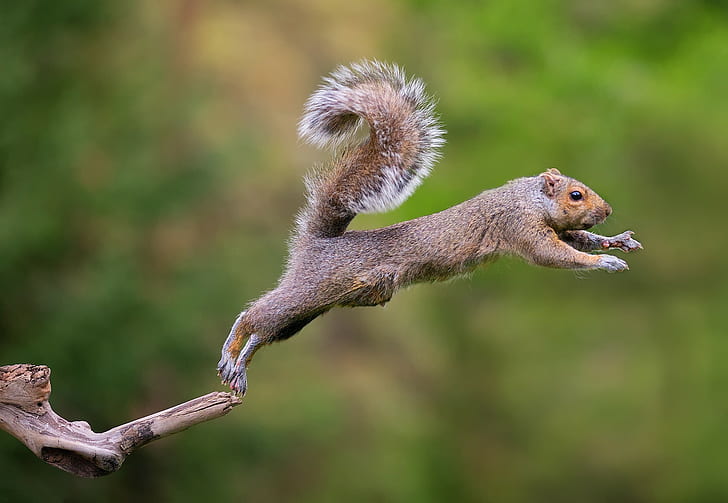 동물 다람쥐 점프, 회색 및 갈색 다람쥐, 다람쥐, 점프, 동물, HD 배경 화면