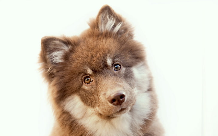 chocolate Finnish lapphund puppy, look, background, dog, HD wallpaper