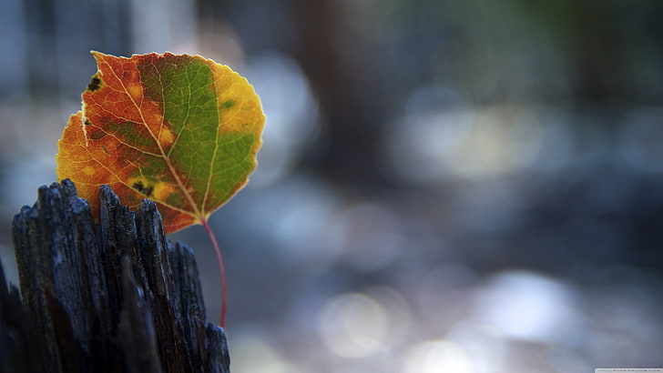 braunes und grünes Blatt, Natur, Makro, Blätter, HD-Hintergrundbild