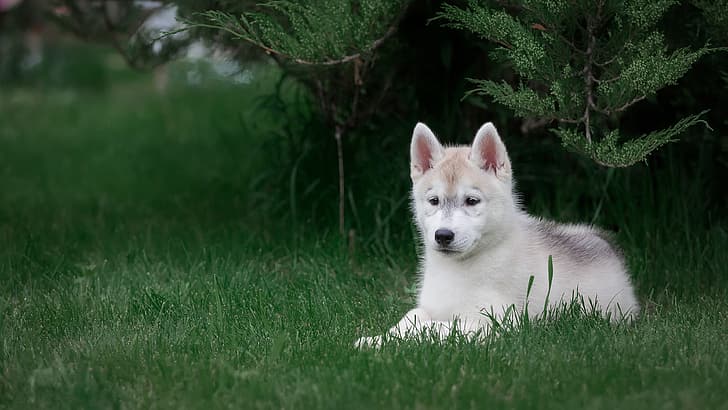white, grass, look, branches, nature, pose, green, Park, background, dog, baby, cute, puppy, lies, face, needles, husky, adorable, Siberian husky, HD wallpaper