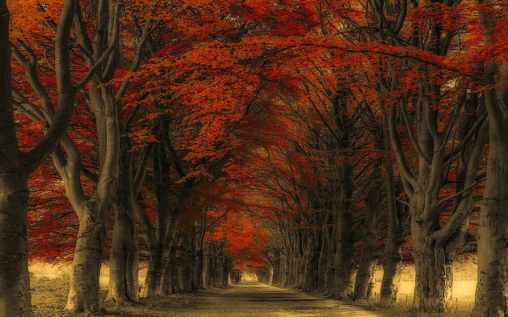 red leafed trees, nature, landscape, road, trees, fall, leaves, HD wallpaper