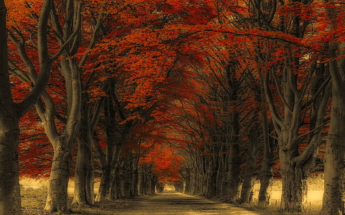 red leafed trees, nature, landscape, road, trees, fall, leaves, HD wallpaper HD wallpaper