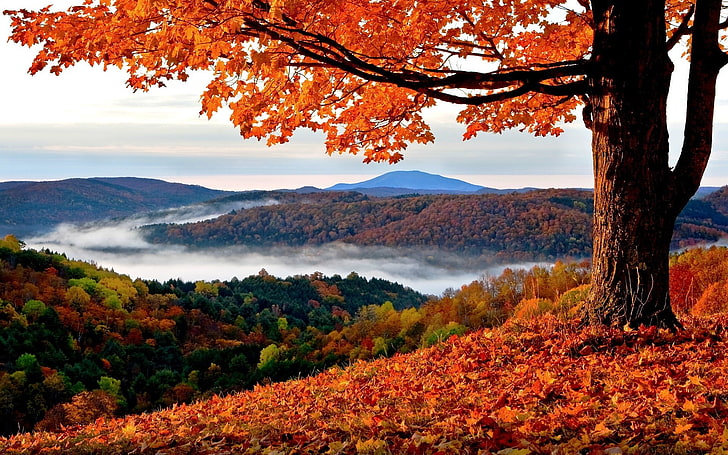 maple tree, fall, landscape, trees, hills, leaves, HD wallpaper